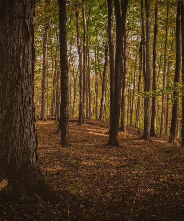 Photo Sacred Grove