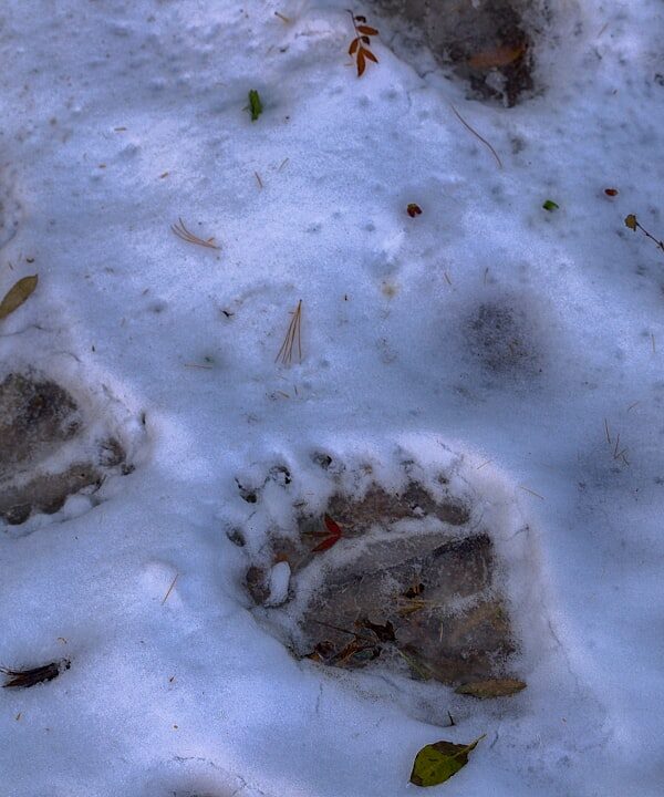 Photo Divine Footprint