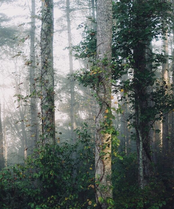 Photo Sacred Banyan Tree