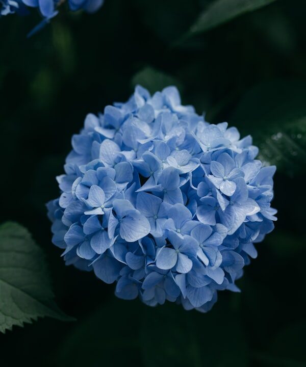 Photo Blue Lotus